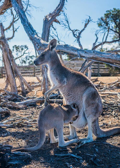 Australia - A Unique Ecosystem