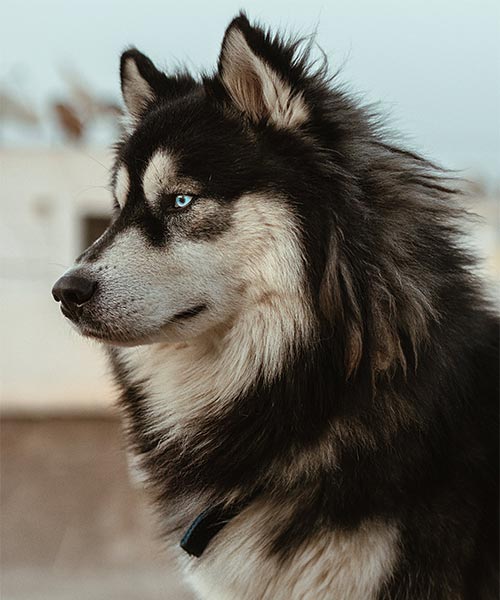Dog Behavior