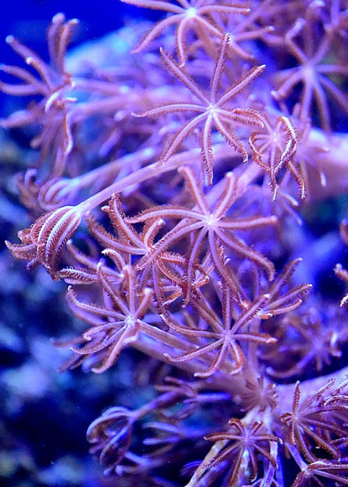 The Oceans