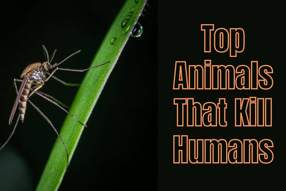 Top Animals That Kill Humans