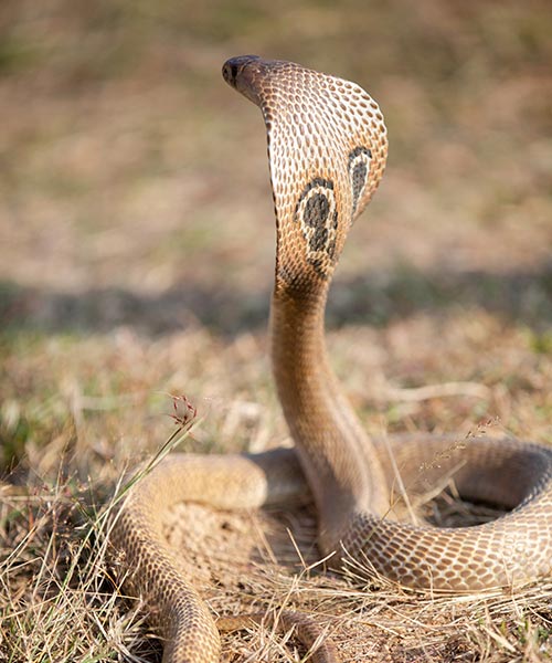 Venomous Snake