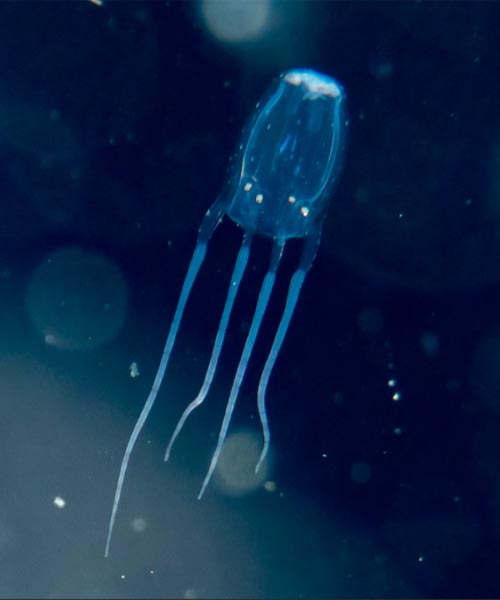 box jellyfish