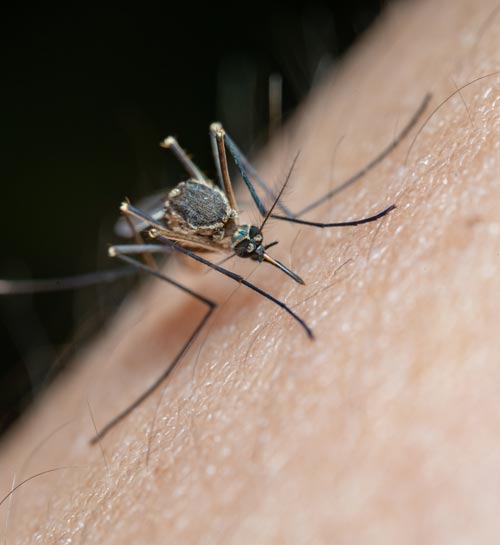 mosquito bites