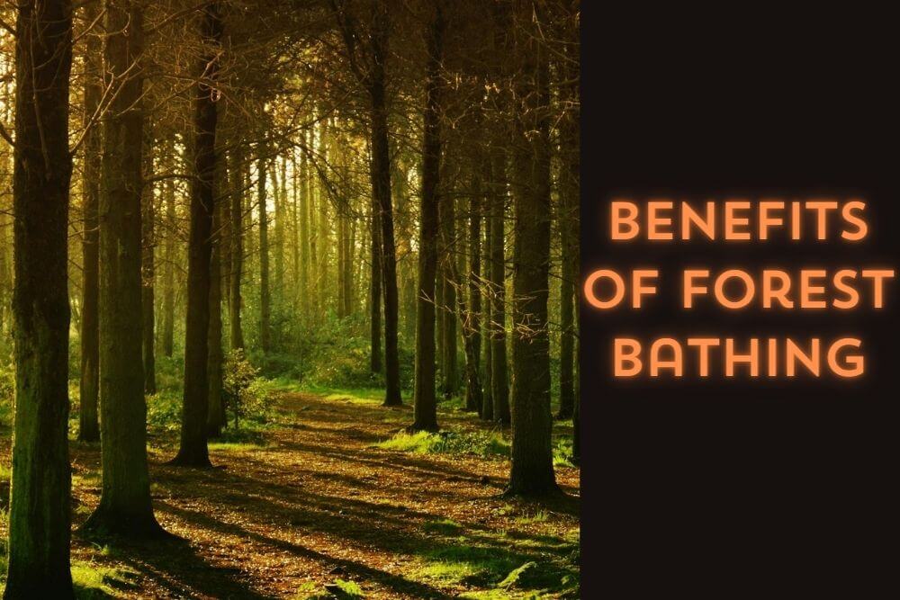 Benefits of Forest Bathing